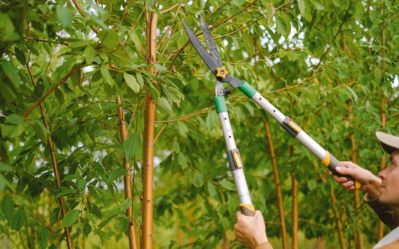 Tree trimming in Cape Vincent, NY